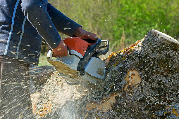 Best Tree Preservation Services  in Concord, AL